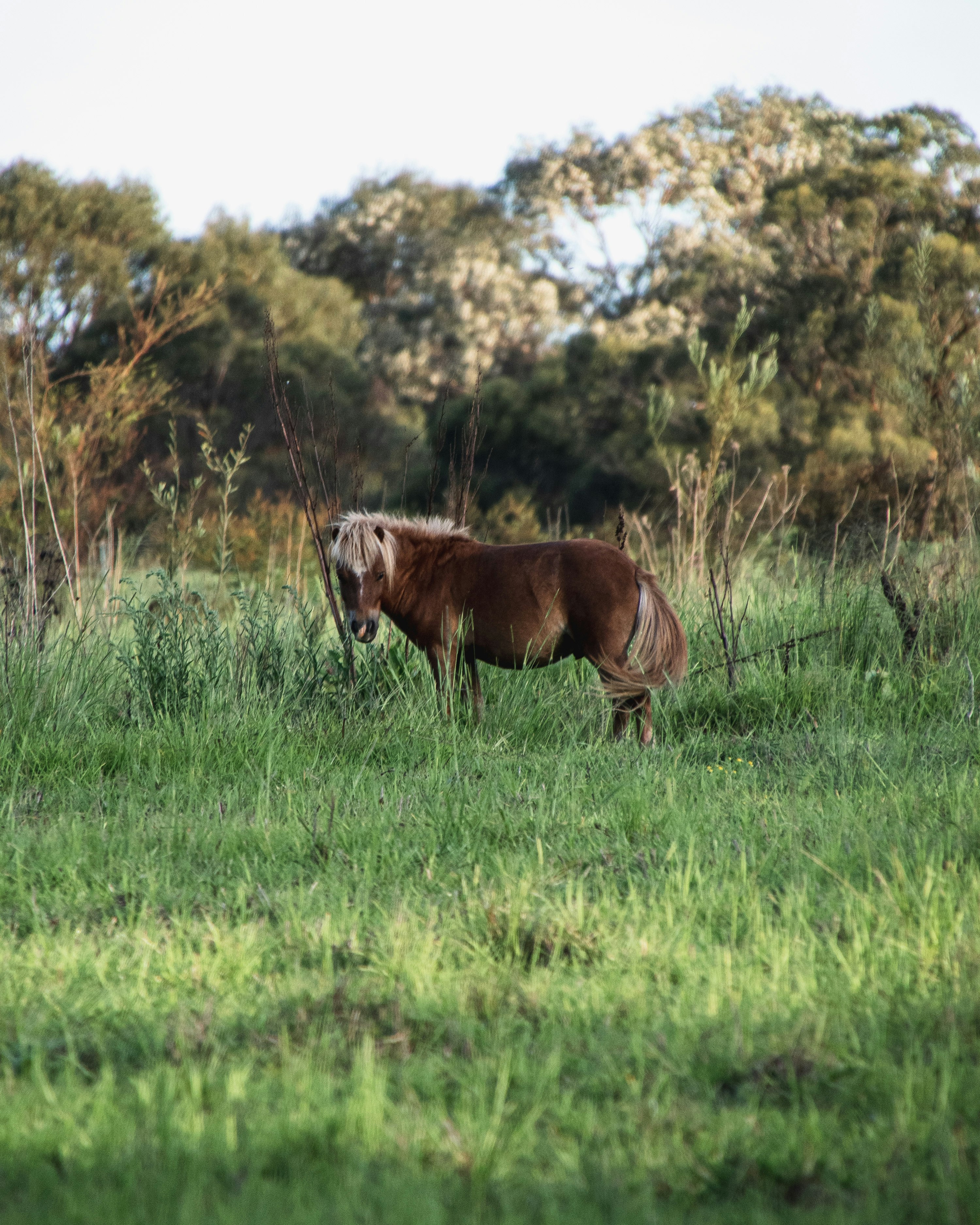 brown horse on green grass field during daytime